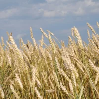 Управление сельского хозяйства Янаул