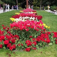 Канал МКОУ Чистопольская СОШ