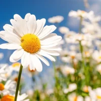 МБДОУ детский сад "Ромашка" комбинированного вида