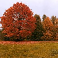 ГБУ "Каббалклесхоз"