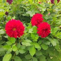 МАДОУ Радуга пгт Приобье