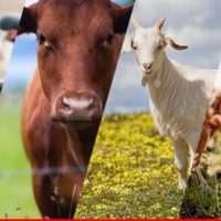 ГБУ "Тюльганское районное управление ветеринарии"