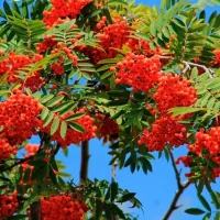 МБДОУ ДС № 21 "Рябинка" п.Октябрьский Туапсинский муниципальный  округ