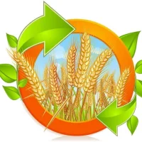 МДОУ 18 Бродокалмакский детский сад Колосок