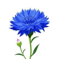 МБДОУ детский сад  «Василек»