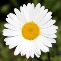 ГБДОУ ЛНР "Ясли-сад "Ромашка"