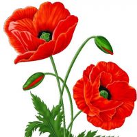 МБДОУ детский сад N105 "Красный мак" г. Брянска