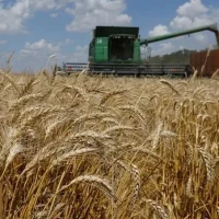 УСХиП МСХП РТ в Мензелинском муниципальном районе РТ