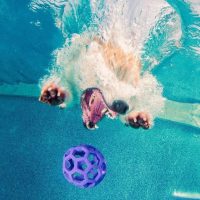 Домашние питомцы