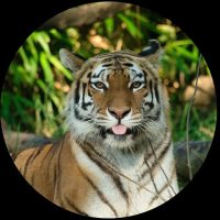 Этот удивительный мир