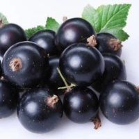 Дошкольное образовательное учреждение Красноярский муниципальный детский сад"Смородинка"