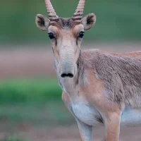 ГБУ АО "Дирекция заказника Степной"