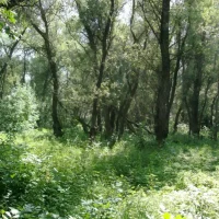 ГАУ АО "Левобережный лесхоз"