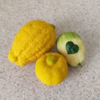 🍋 Лимон в каждый дом | Выращивание и уход