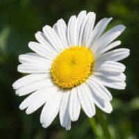 МБДОУ "ДС №4 "Ромашка"