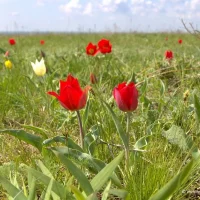 КУ РК " ЦСЗН Яшалтинского района"