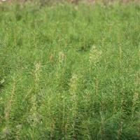 Минлесхоз Пензенской области