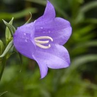 Детский сад 7