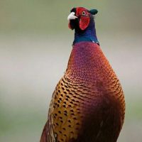 ГКУ КК "Кубанский фазан"