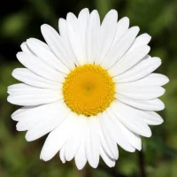 МБДОУ Верхнекужебарский детский сад "Ромашка"