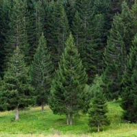 ГКУ "Терское лесничество"