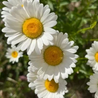 Детский сад "Ромашка" с.Тербуны