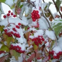 МБДОУ Детский сад № 40 "Калинка"