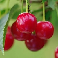 МБДОУ ДС "Вишенка" г.Волгодонска