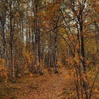 ГАУ АО "КАМЫЗЯКСКИЙ ЛЕСХОЗ"