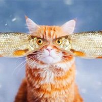 Дайте рыбов!