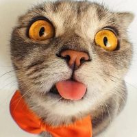 Кузькина мать