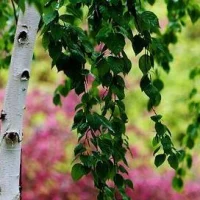 ГБОУ ООШ с.Березовка