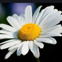 МДОУ д/с №29 "Ромашка" с.Преображенского