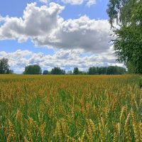 Администрация Коуракского сельсовета