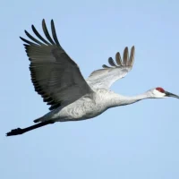 МБДОУ "Детский сад "Журавушка" п.Безлесный"