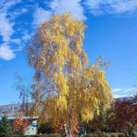 МУНИЦИПАЛЬНОЕ БЮДЖЕТНОЕ ДОШКОЛЬНОЕ ОБРАЗОВАТЕЛЬНОЕ УЧРЕЖДЕНИЕ "ДЕТСКИЙ САД "СКАЗКА " СТ. КРАСНОГОРСКОЙ"