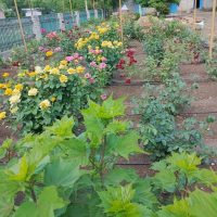 МКДОУ д/с 17 "Петушок"