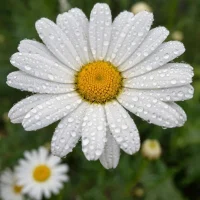 Ямало-Ненецкий окружной противотуберкулёзный диспансер