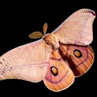 МБДОУ «Детский сад «Мотылек» с.Шаами-Юрт»
Ачхой-Мартановского муниципального района