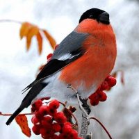 МБДОУ г.Мурманска №130