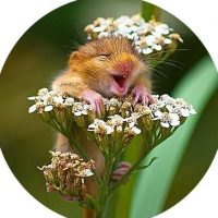 Удивительный мир