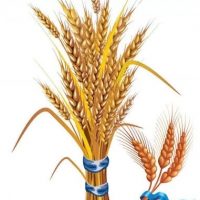 МБДОУ 26 Колосок ст.Еремизино-Борисовской