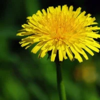 МБДОУ д/с № 21 "Одуванчик"