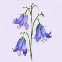 МБДОУ д/с №11 "Колокольчик"