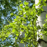 МБДОУ детский сад № 5 «Берёзка»