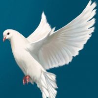 МАДОУ детский сад "Голубок"