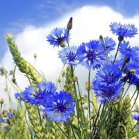 МБДОУ "Детский сад комбинированного вида №24 "Васильки" с. Осиново ЗМР РТ