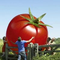 Наша дача | Сад | Огород