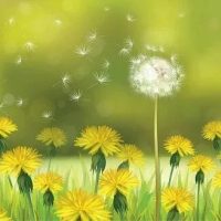 МДОУ детский сад 1"Одуванчик "