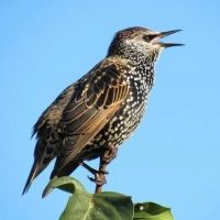 МБДОУ детский сад № 106 «Скворушка» г.Брянска